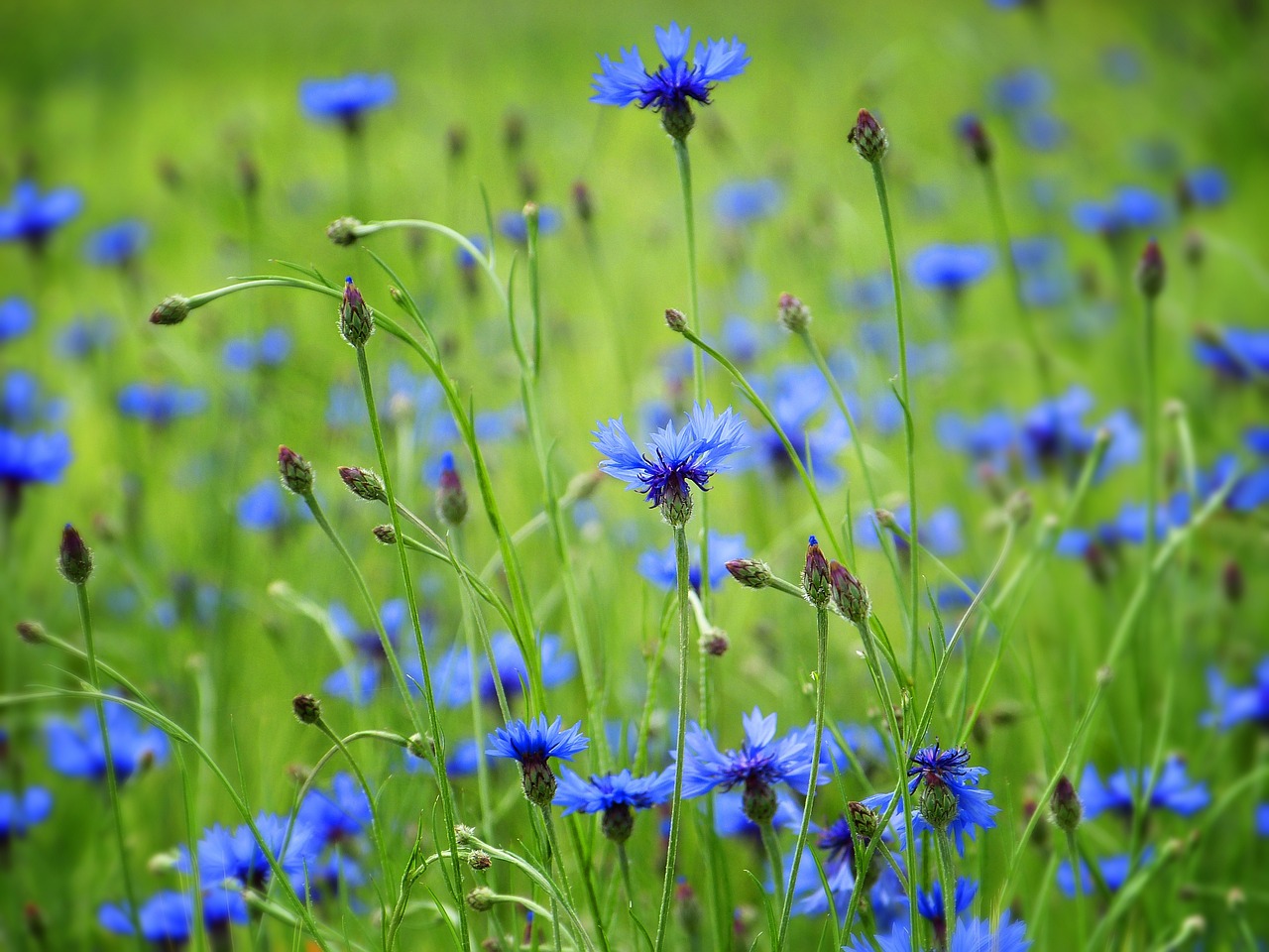 cornflowers-5236076_1280